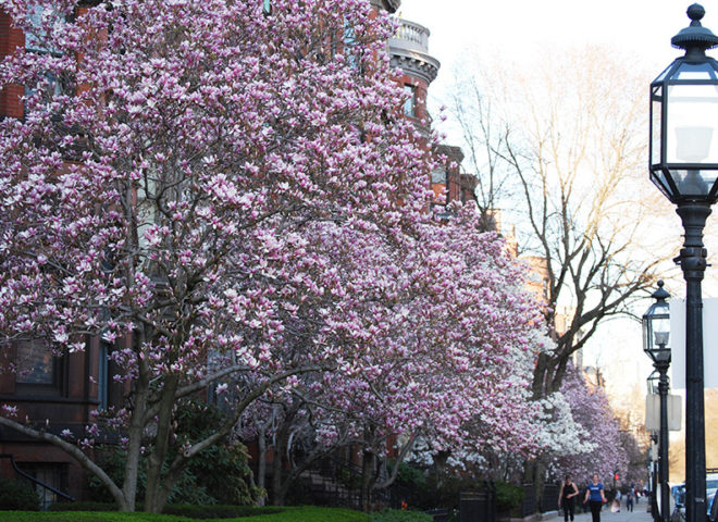 Pink spring trees in bloom on Beacon Street with gas lanterns