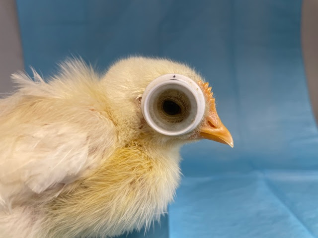 Dr Debora Nikla effect of blue light